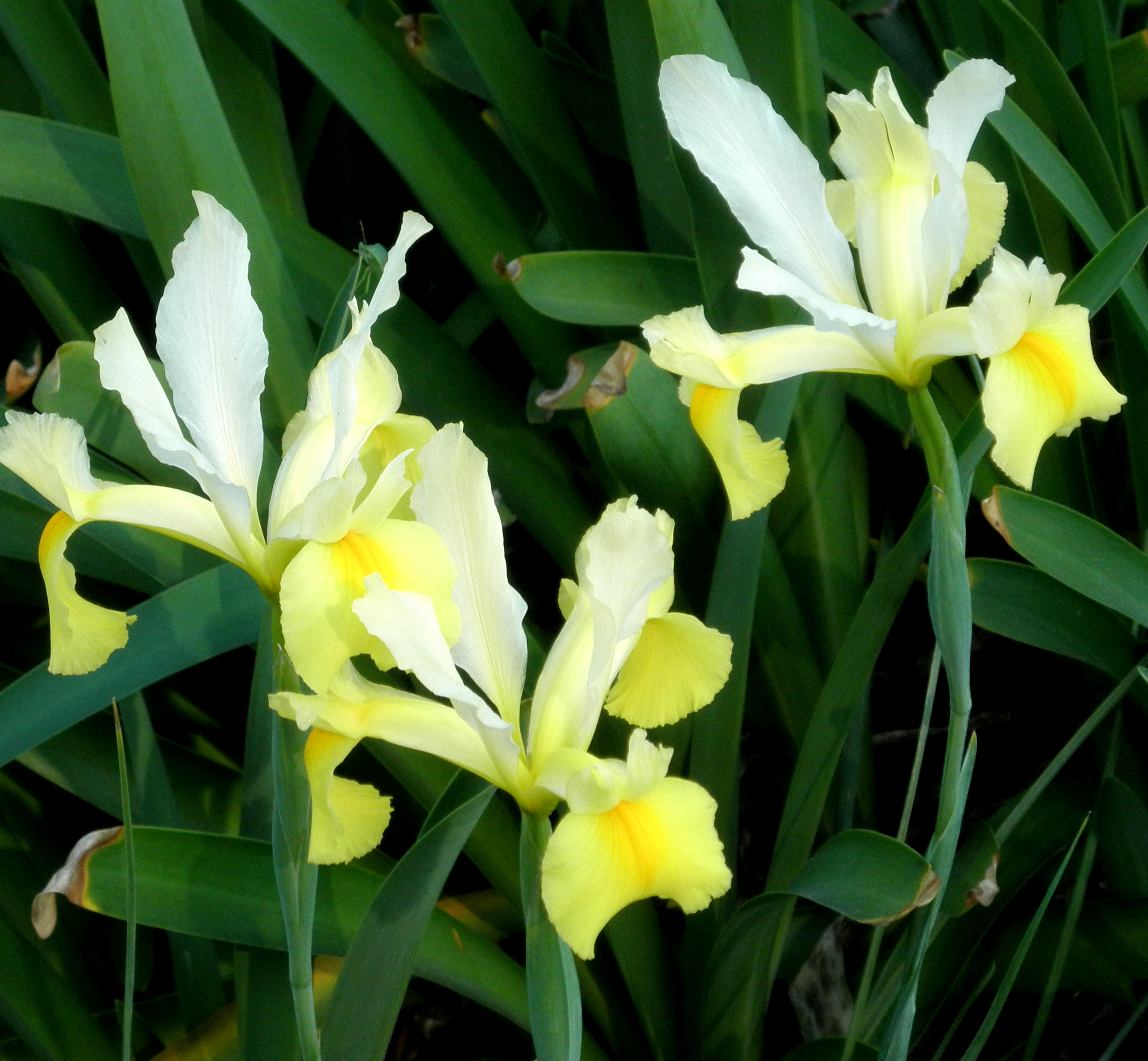 yellow20iris - *(How to Avoid Conflict With A Dose of Curiosity)*