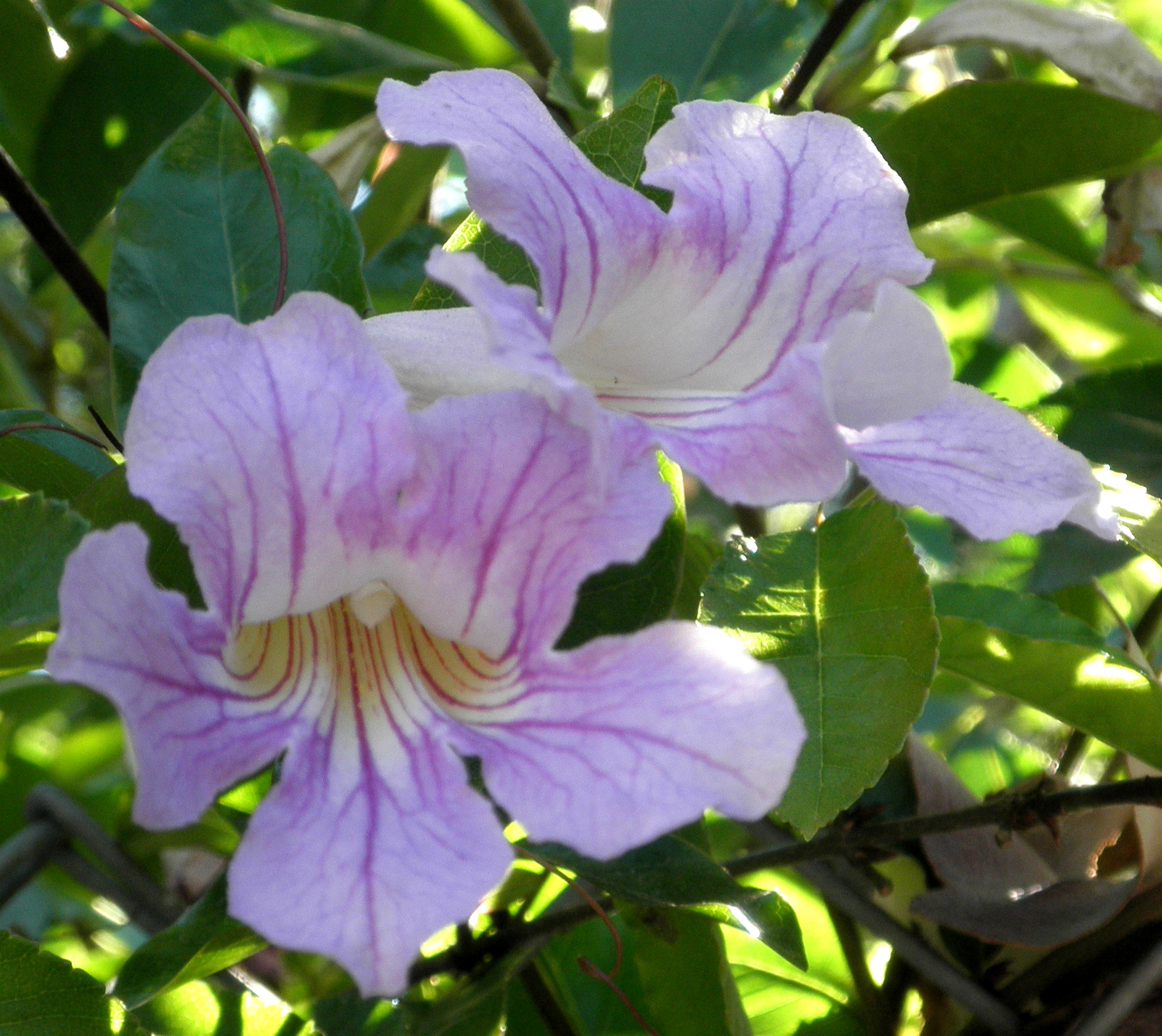pale20lilac20trumpet20flower - *(How to turn nagging into loving connections)*