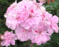 close20up20of20pink20pelargonium - How to turn a volatile conflictual marriage into a happy validating union.