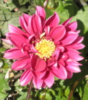 pink20dahlia20with20yellow20center - How Stress Induced Pain can Rescue Your Marriage!