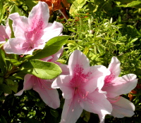 pink20spotted20azaleas - Perfectionism may be ruining your intimate relationships!
