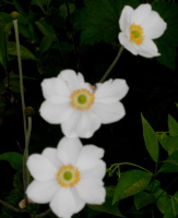 white20japanese20anemones - How Stress Induced Pain can Rescue Your Marriage!