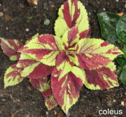 220tone20coleus20in20ground1 - Understanding Your Panic Attacks- Part 2 - Getting Past Shame