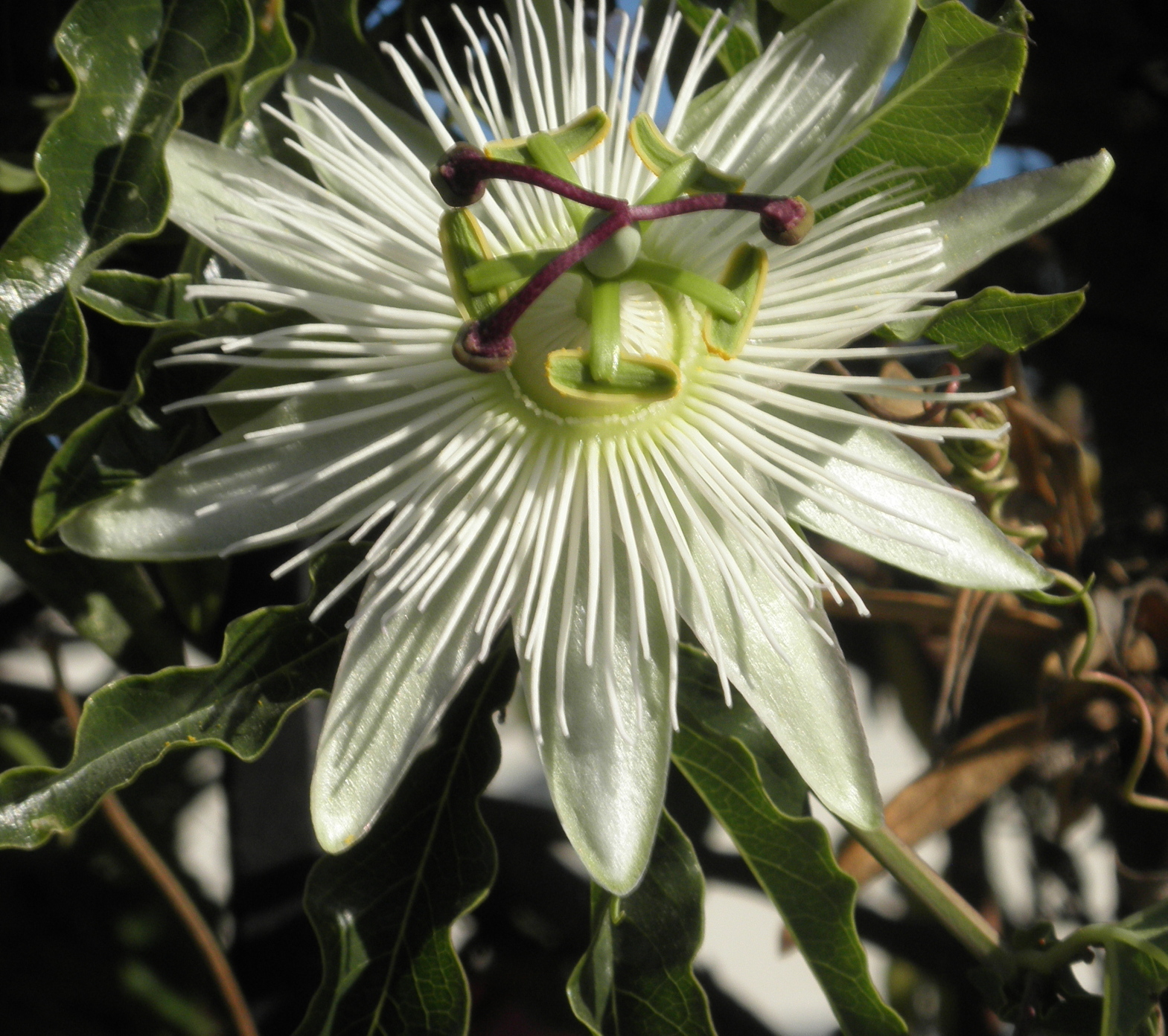 white20spiky20passion20flower - How to feel 'new' from the inside out without even trying!