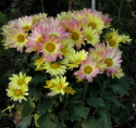 yellow20and20pink20chrysanthamums - Is your relationship break up permanent or just a shift in gears?