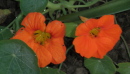 orange20nastursiums - How to do your thing without risking rejection from loved ones