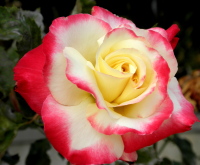 pink20yellow20half20open20rose1 - The gift that will make your valentine love you for ever!