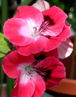 dark20pink20pelargoniums - How to make sure your gorgeous date asks you out again
