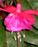 single20bloom20red20fushia - How gender differences in handling stress affects intimacy