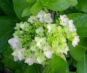 white20hydrangea edited - How to make sure your gorgeous date asks you out again