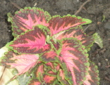 green20purple20coleus - How To Enjoy a Relationship and Protect Yourself at the Same Time!