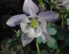light20lilac20columbine - Four alternatives to withdrawing from your romantic relationship