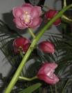 pink20cymbidium20stem20with20buds20and20open20blooms - How to Stop Old Loyalties From Getting in the Way of New Relationships
