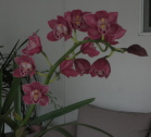 stem20of20blooms20pink20cymbidium1 - How to survive a betrayal by a loved one