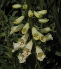 yellow20spotted20foxglove - How to survive a betrayal by a loved one