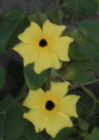 yellow20thunbergia - To forgive or not to forgive, that is the question!