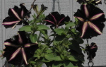 maroon20and20white20petunias - How To Handle the Loss of Hope That You Will Be Loved The Way You Want