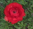 red20ranunculus1 - How to Get the Most Satisfaction From Venting to Loved Ones!