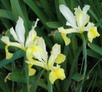 yellow20and20white20iris - Should You Apologize After An Explosion Of Anger?