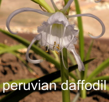 peruvian20daffodil - Who Controls Your Energy Levels, You Or Your Loved One?