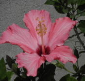 pink20single20hibiscus - What's The Secret To Being Liked And Popular And Wanted?