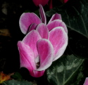 two20tone20cyclamen1 - How To Deal With Verbal Attacks From Your Loved Ones.