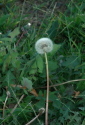 dandilion20seed20head1 - Why 9 out of 10 Apologies Fail to Improve Relationships