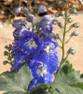 delphinium - Why 9 out of 10 Apologies Fail to Improve Relationships