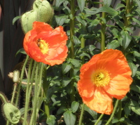 orange20poppies1 - Why 9 out of 10 Apologies Fail to Improve Relationships