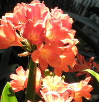 orange20clivia20clusters2 - Enjoying The Now Relationships Instead Of Waiting For Some Future Pleasure