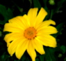 yellow20gerbera2 - Why Your Ideal Of A Perfect Marriage Causes Your Finance To Break Off The Engagement