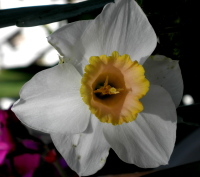white20narcissus20with20yellow20center - Do You Suffer In Silence In Order To Prove Your Love?