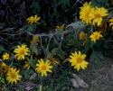 yellow sunflower like vine1 - Fear Based Rules About Feeling Secure in Your Relationship Can End It! Part 6