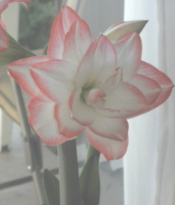 white and pink single bloom - Dealing With Jealousy When Your Partner is Attracted to Someone Else