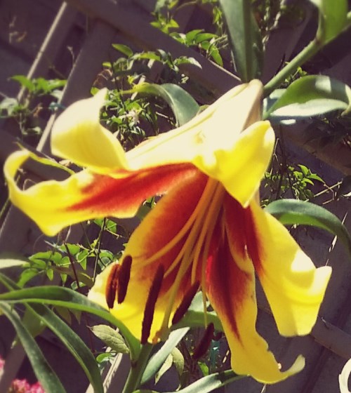 yellow lily with red throat - Shameful Anger is Detoxifed By the Pain of a Bone Fracture