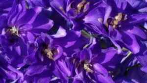 close up purple blooms 300x169 - Home