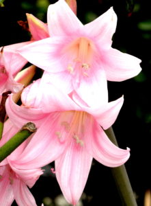 fully open pink lillies 221x300 - Additional Client Experiences