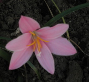 pink rain lily - My Practice