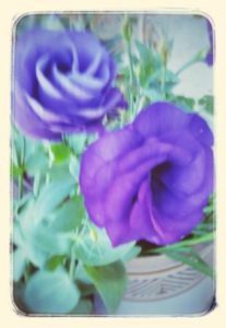 two blooms purple lisianthus in pot with soft lighting 207x300 - My Approach
