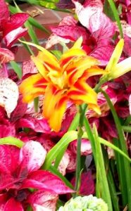 orange double day lily front garden 2015 186x300 - Mature Dependency in Relationships